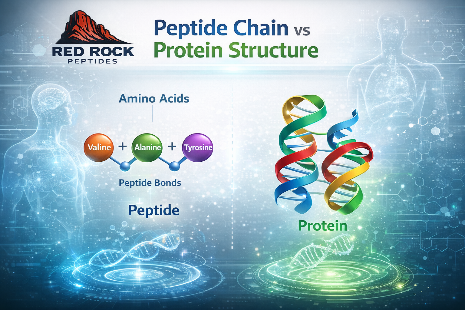 About Peptide Chain Vs Protein Structure